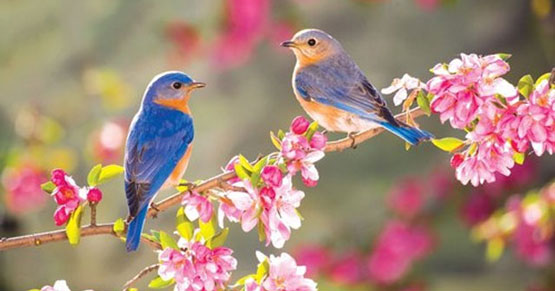     Tiếng chim sơn ca - Yêu quý và hạnh phúc