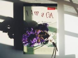 Review tiểu thuyết Tôi là con mèo của tác giả Soseki Natsume